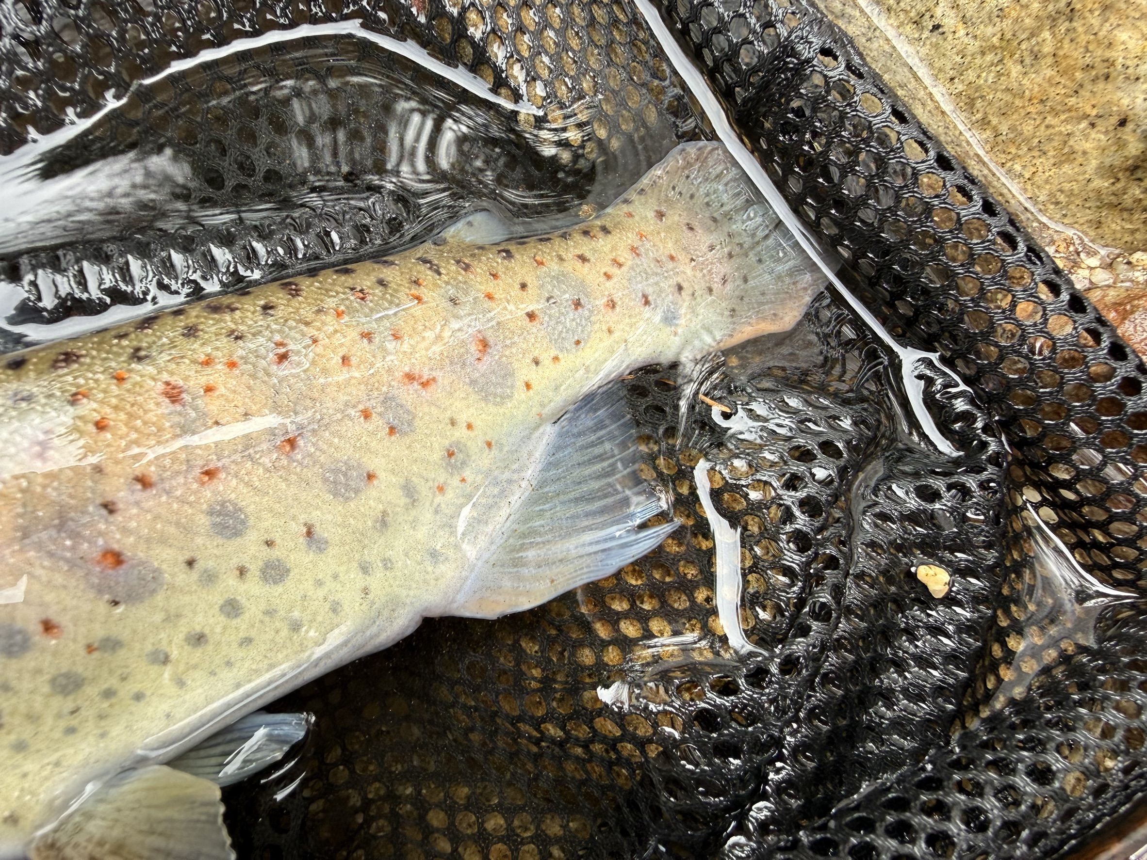 釣果報告2026年04月18日