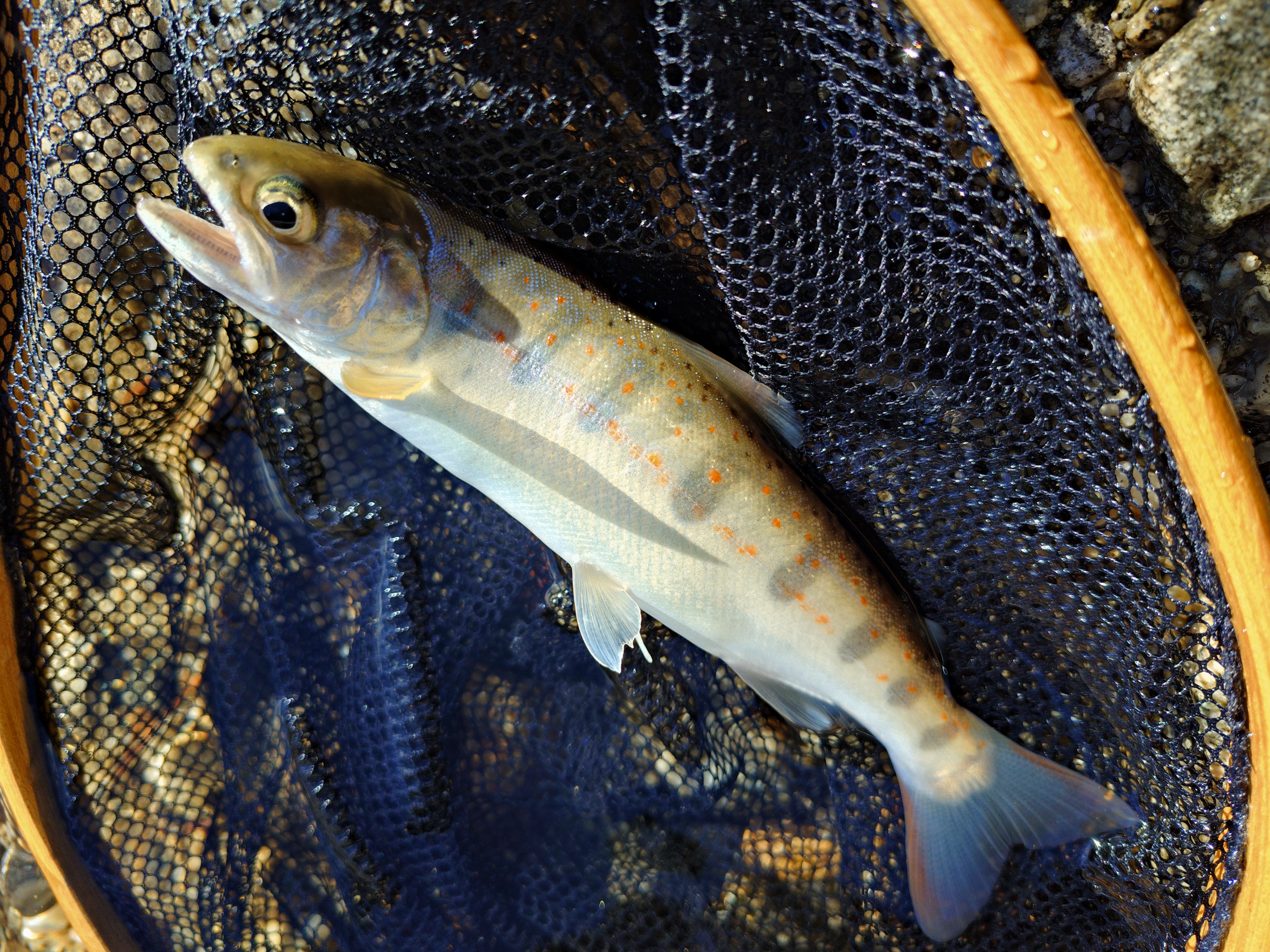 釣果報告2026年02月26日