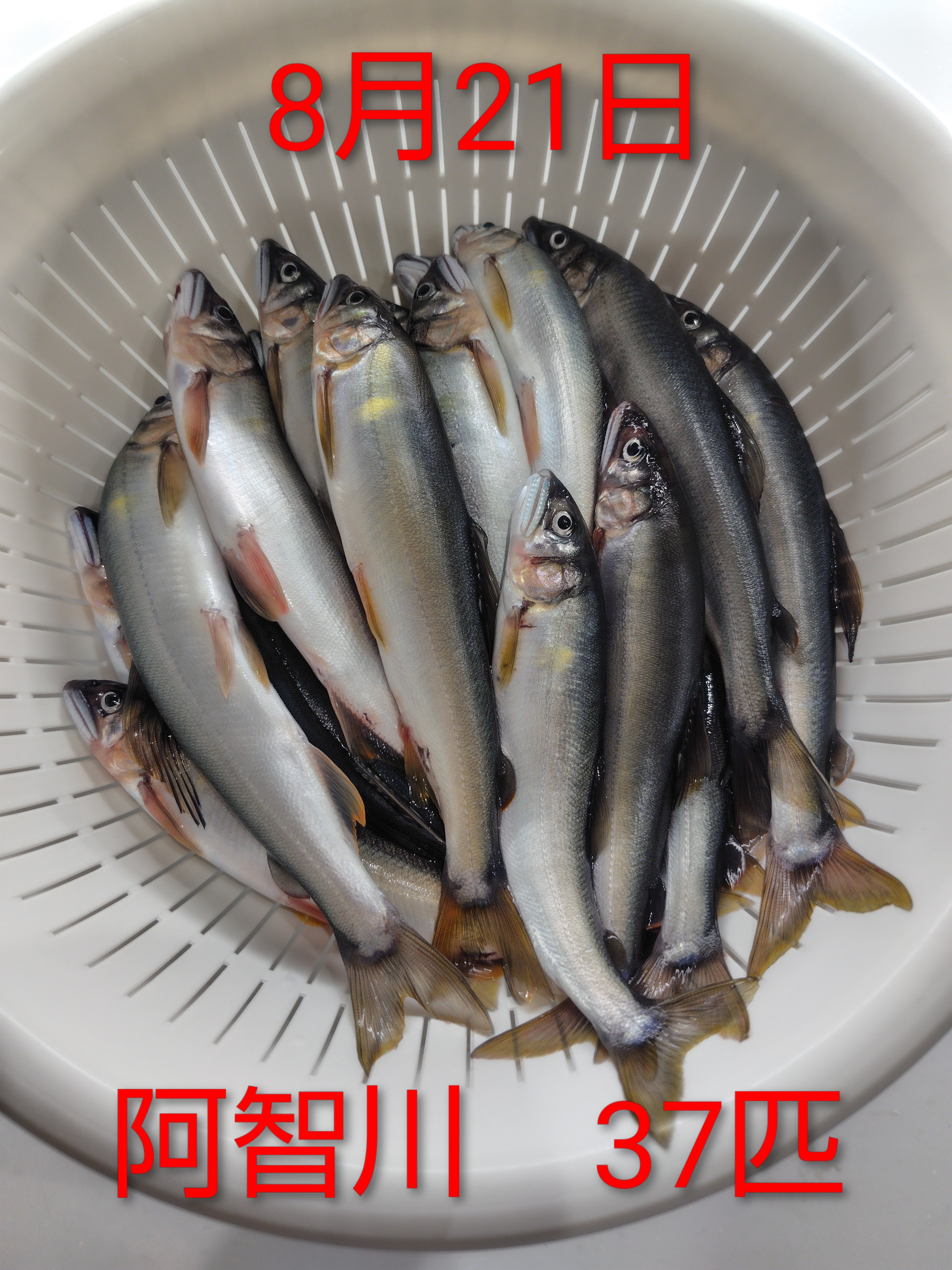 釣果報告2025年08月21日