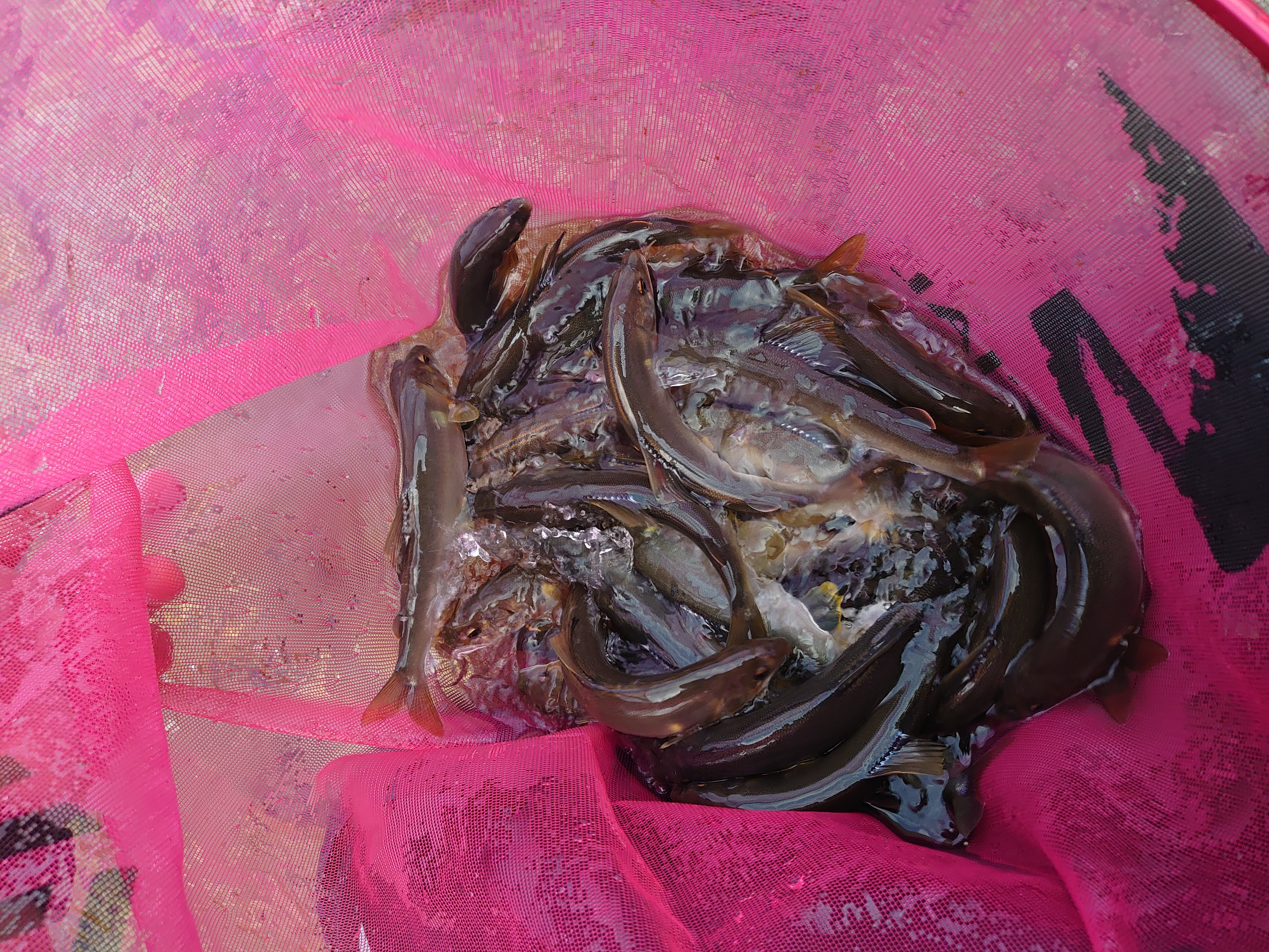 釣果報告2025年08月23日