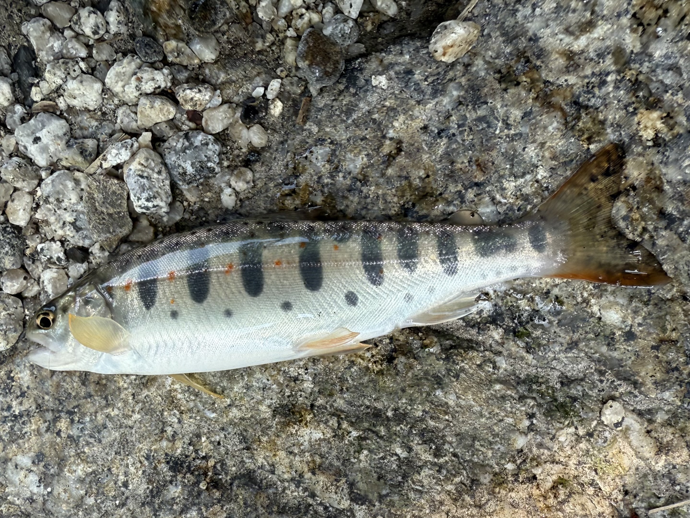 釣果報告2025年07月03日 釣果報告2025年07月03日