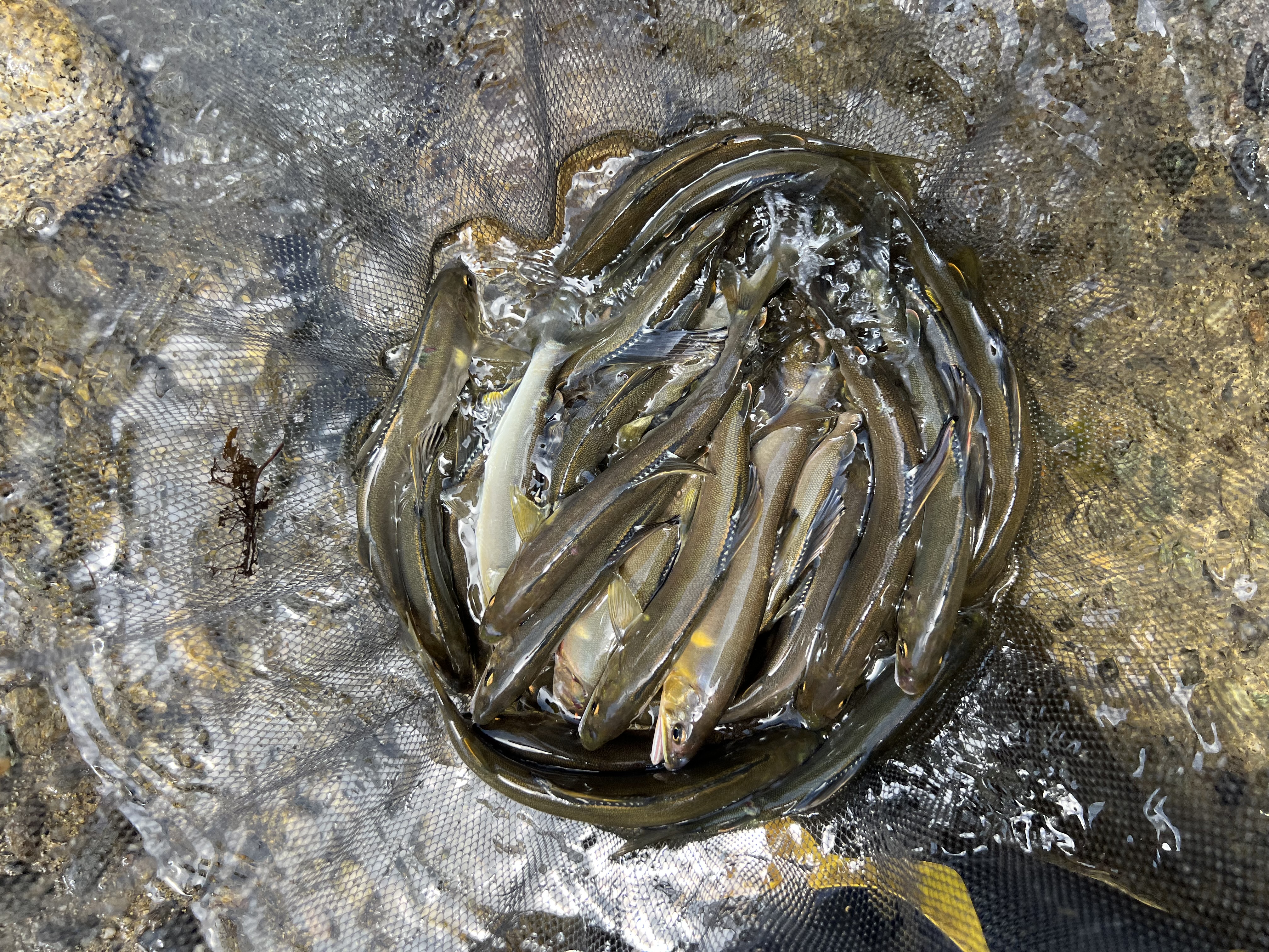 釣果報告2025年07月05日 釣果報告2025年07月05日