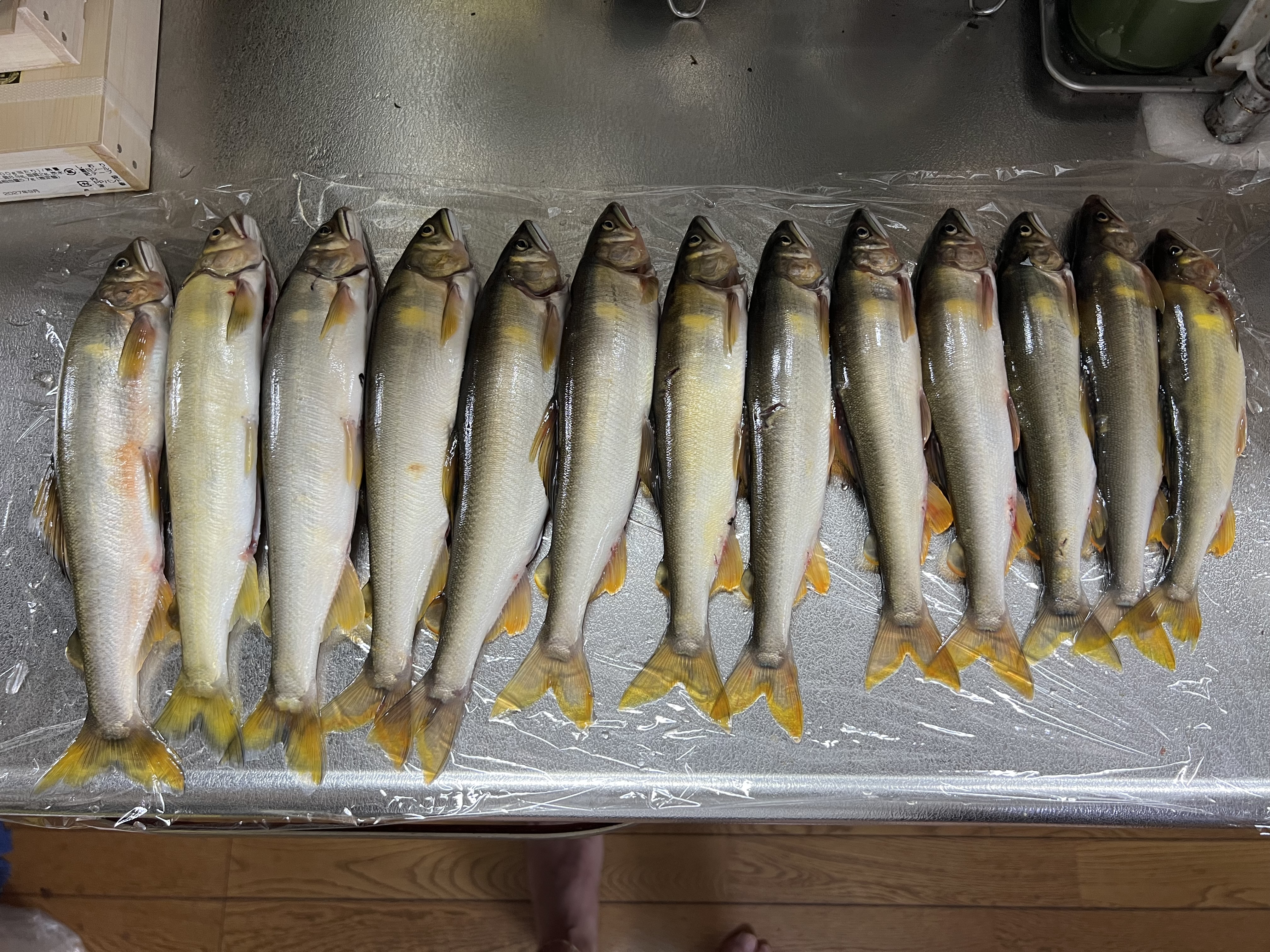 釣果報告2025年09月02日 釣果報告2025年09月02日
