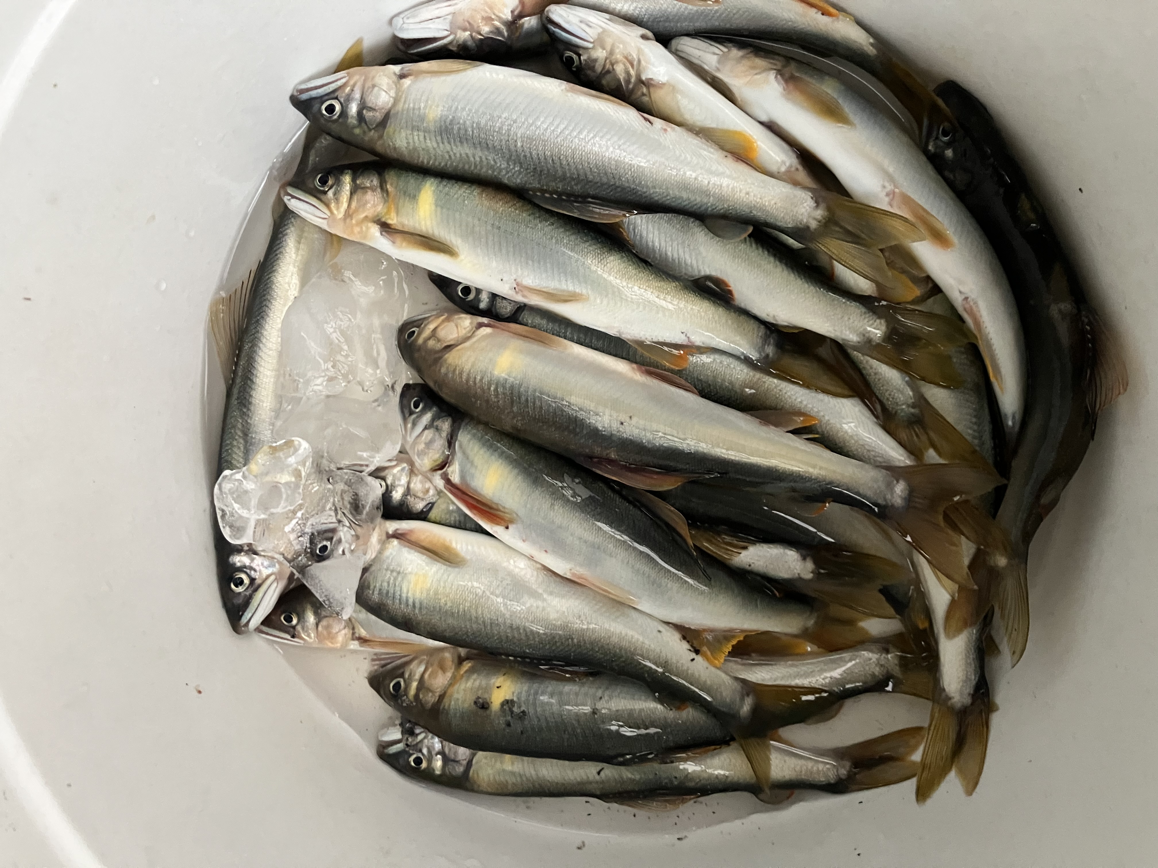 釣果報告2025年07月24日