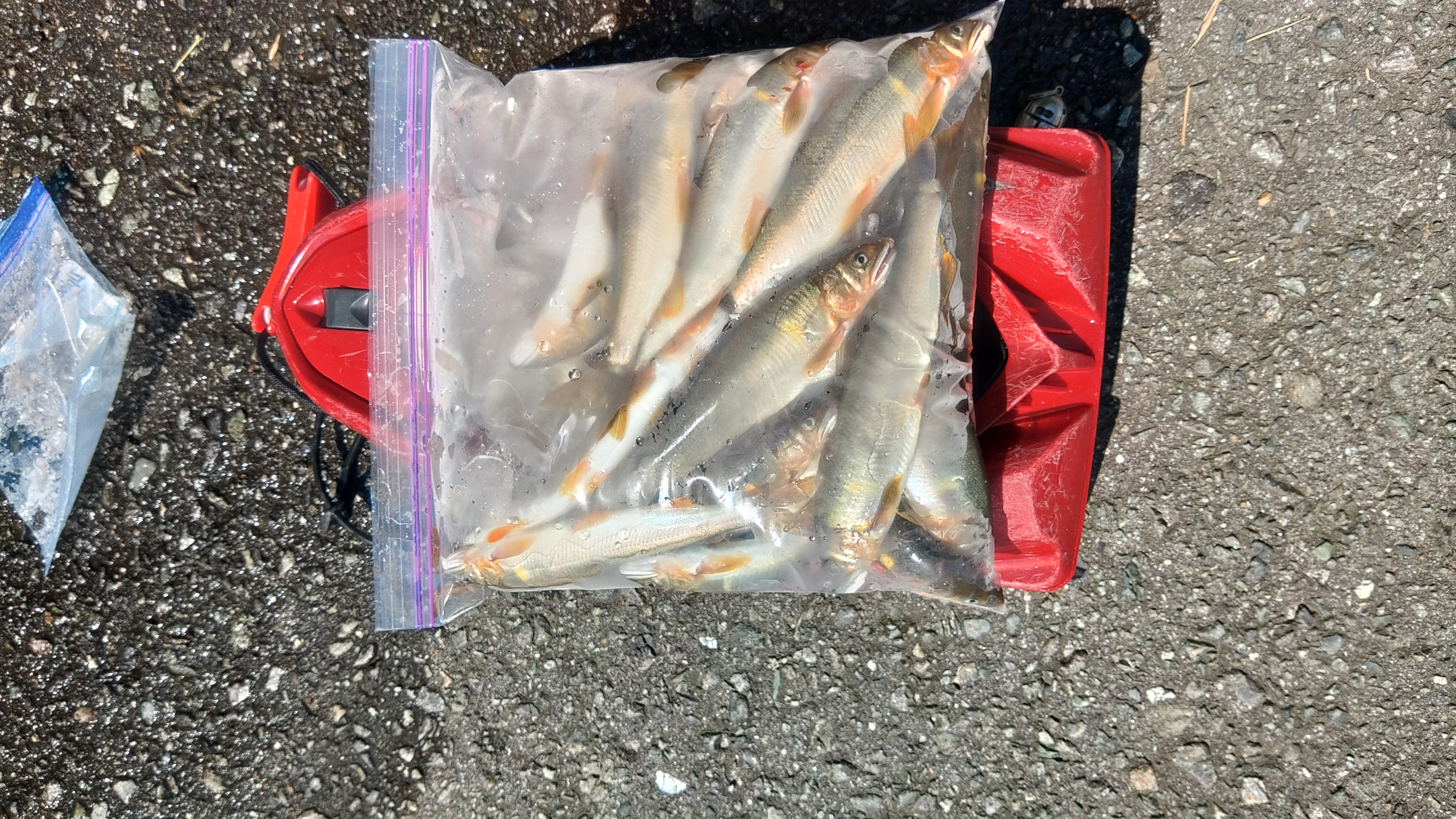 釣果報告2026年08月05日