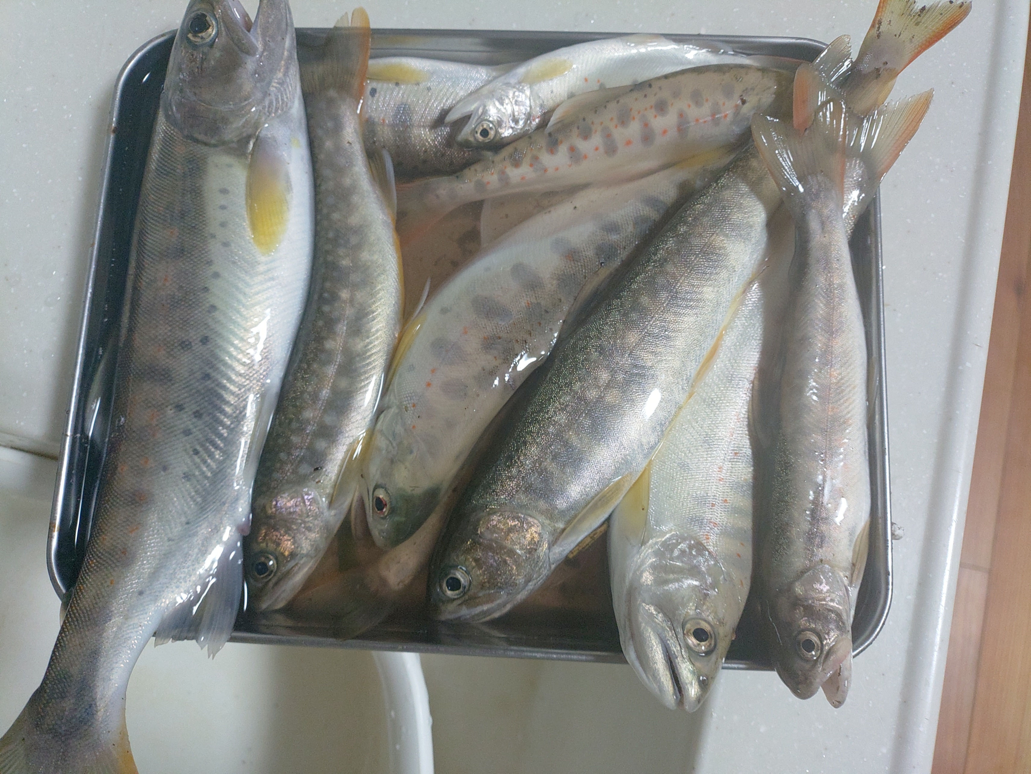 釣果報告2025年09月14日
