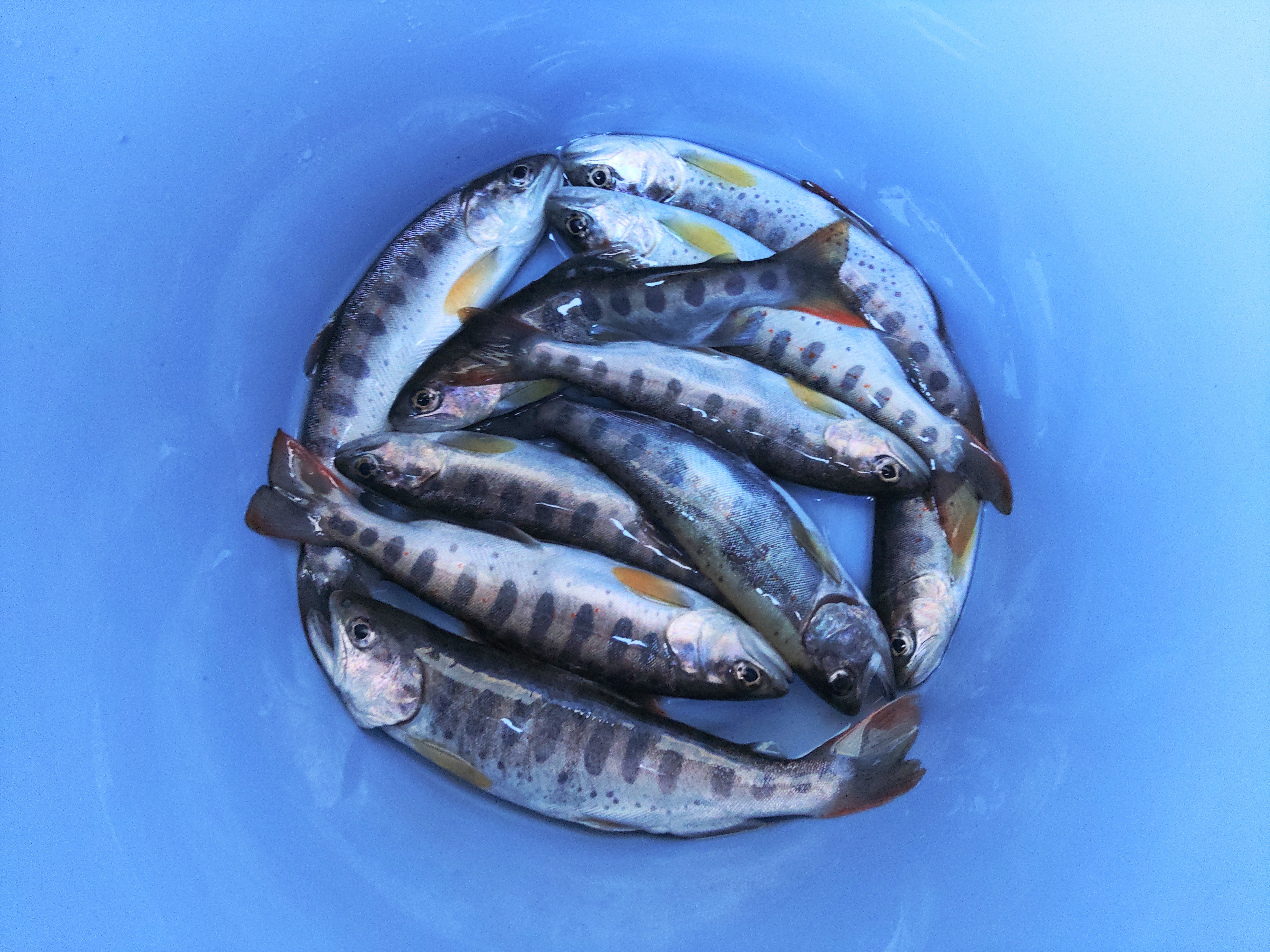 釣果報告2026年03月20日