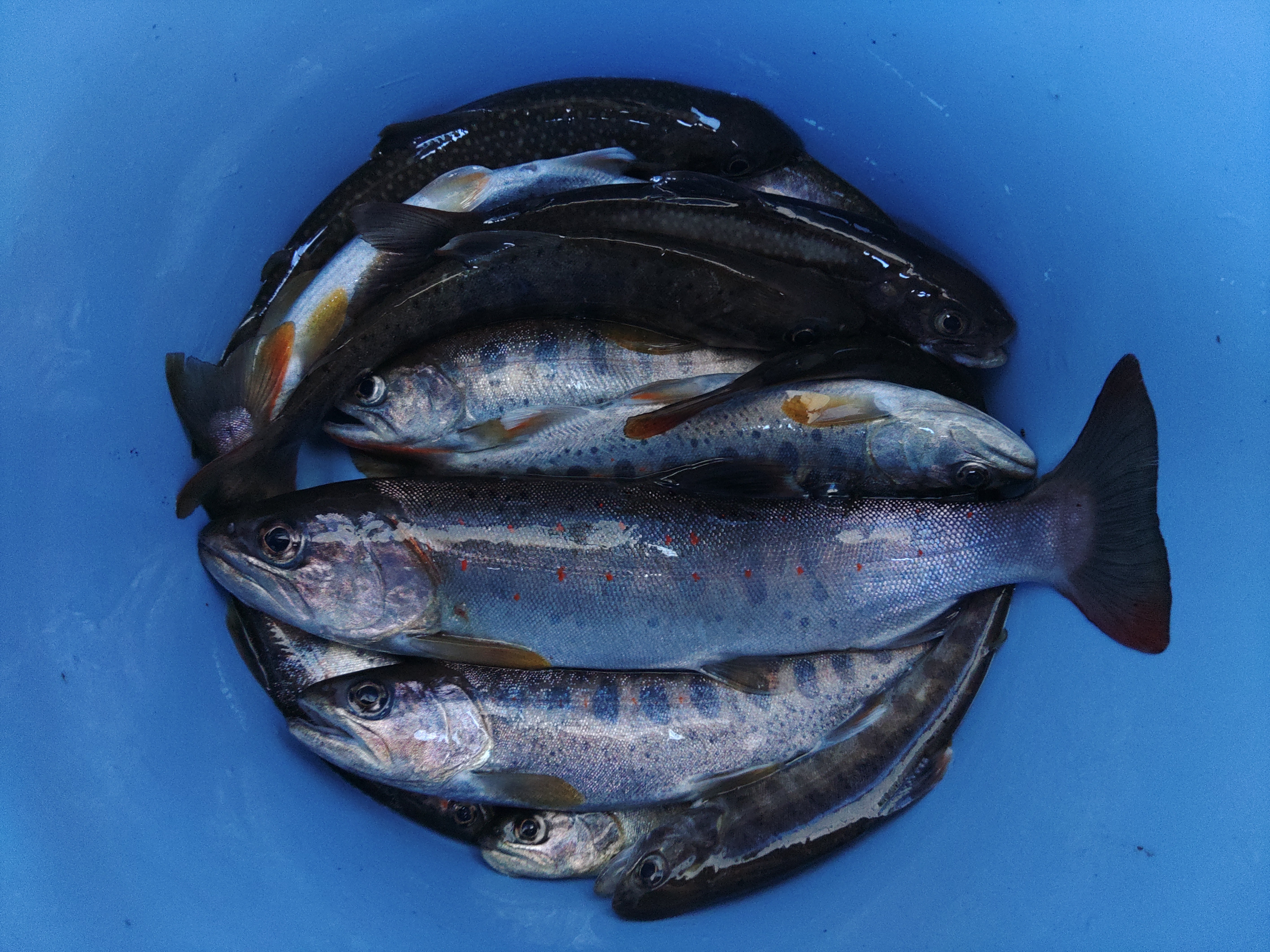 釣果報告2026年05月05日