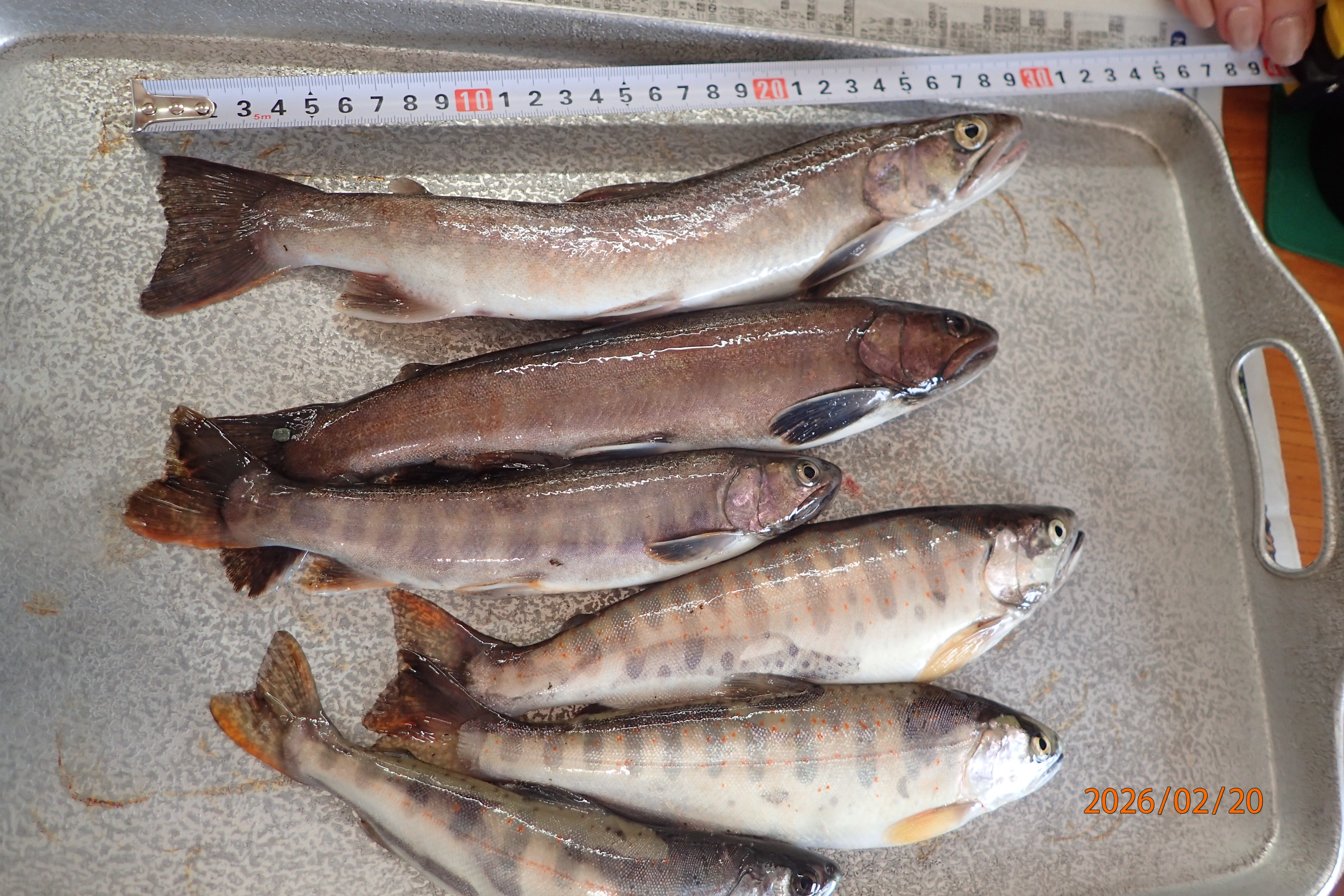 釣果報告2026年02月20日