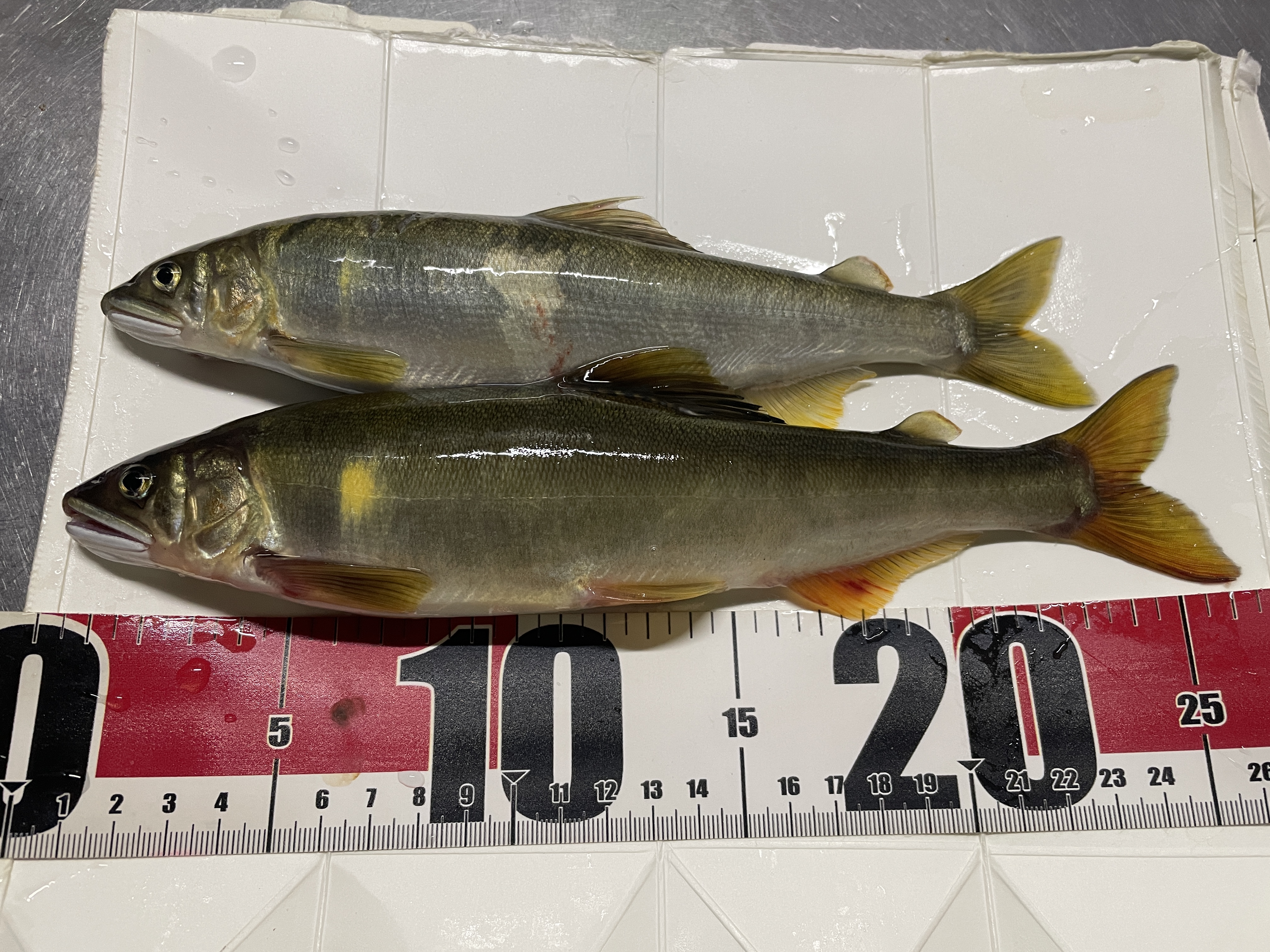 釣果報告2026年09月06日